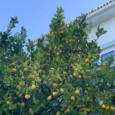 Charming Carvoeiro Poolside *